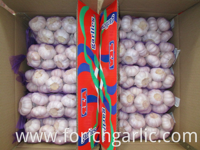 New Crop Fresh Season Garlic